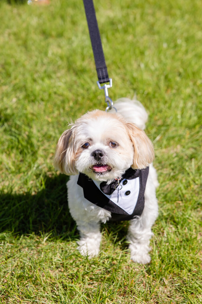 puppy wearing a tuxedo at a spring wedding at Lake Mary Events Center, captured by Snapshots by Gabriela